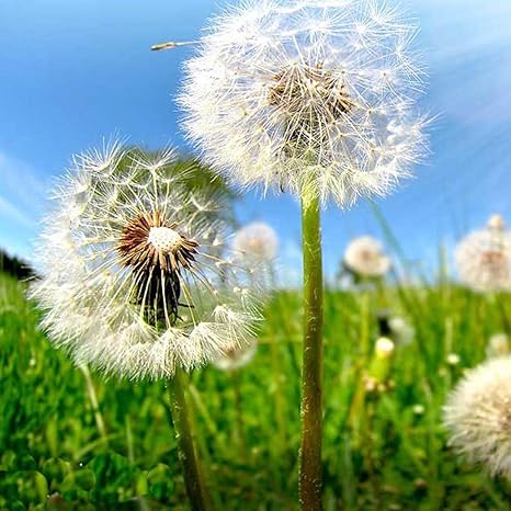 MEIGUISHA Gartensamen - Löwenzahn Kräutersamen Pflanzen Samen Blumensamen Taraxacum officinale Bio-Saatgut, geeignet für Balk