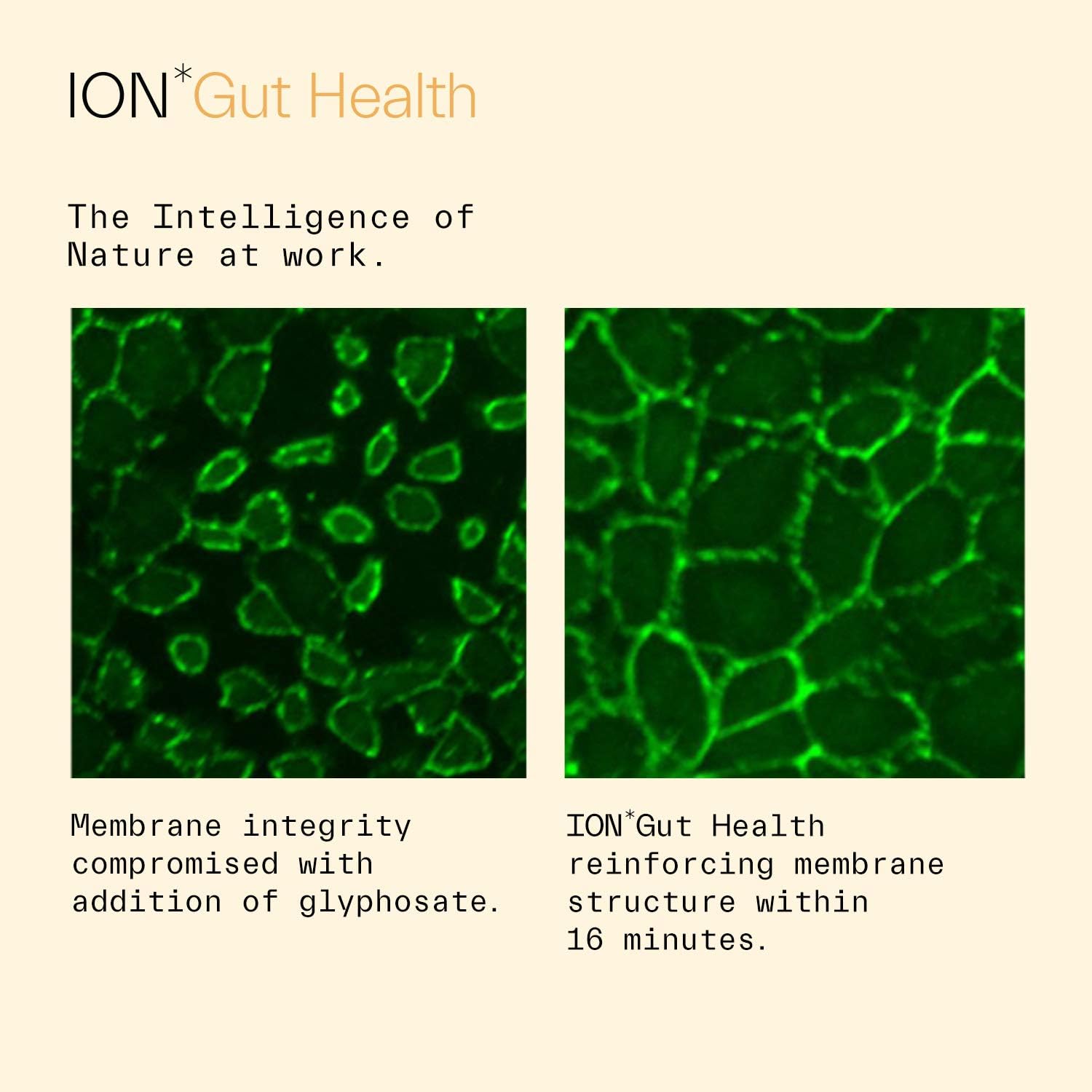 ION*Gut Health | Promotes Digestive Wellness, Strengthens Immune Function, Alleviates Gluten Sensitivity, Enhances Mental Clarity | 2-Month Supply (32 oz.): Health & Personal Care