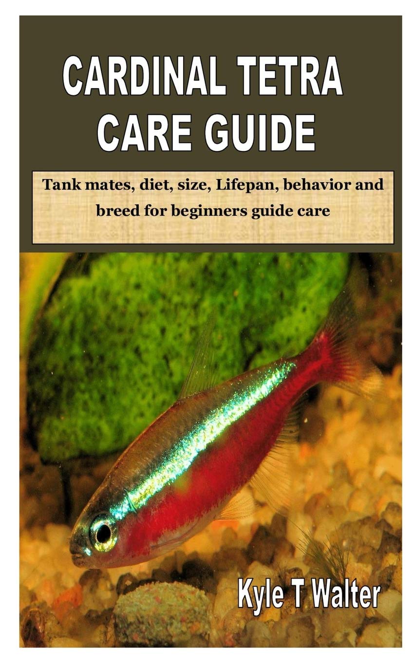 tetra fish care