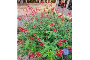Greenwood Nursery: Live Perennial Plants - Pineapple Sage + Salvia Elegans - [Qty: 2X Pint Pots] - (Click for Other Available Plants/Quantities)