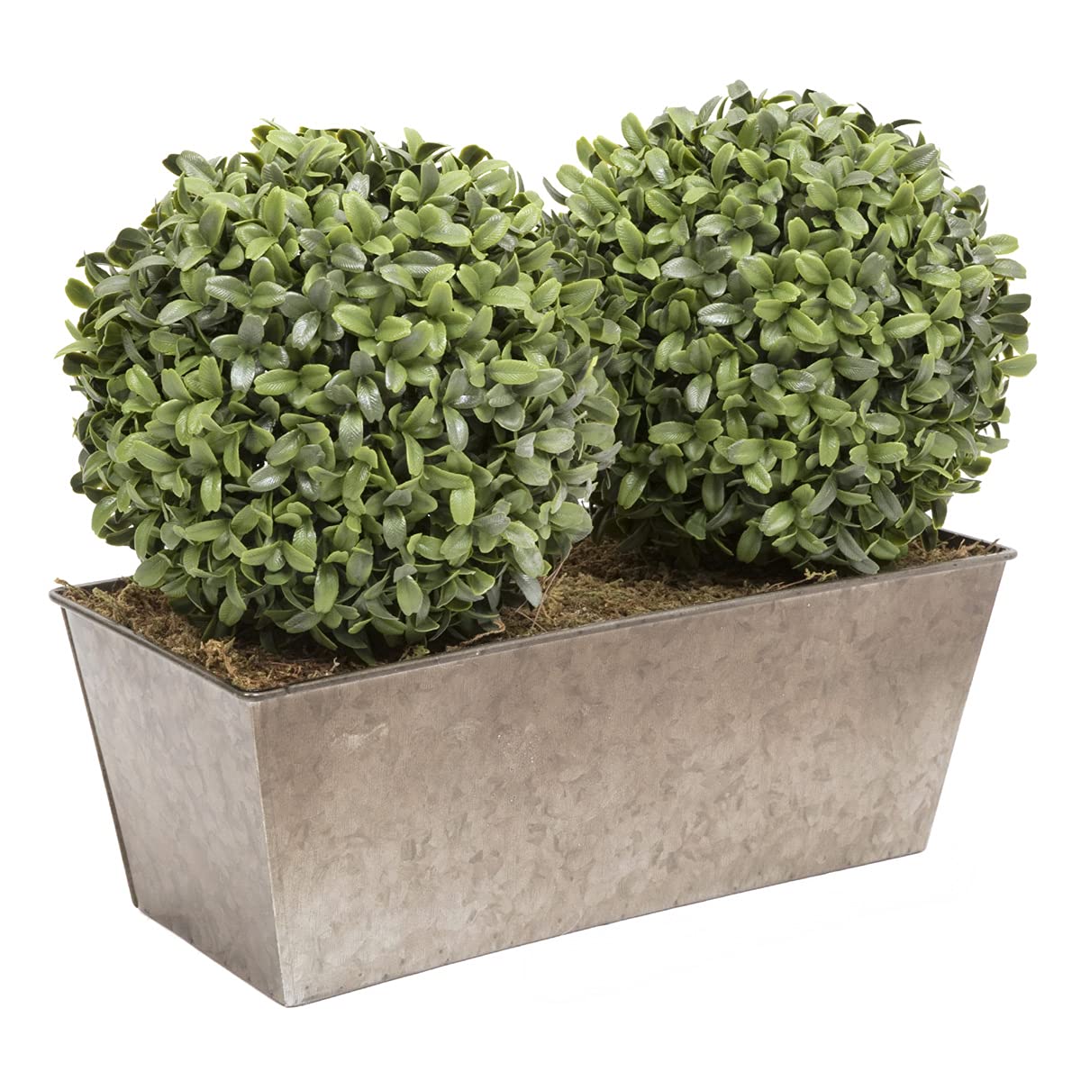 Double Ball Aglaia Boxwood in Slanted Rustic Tin