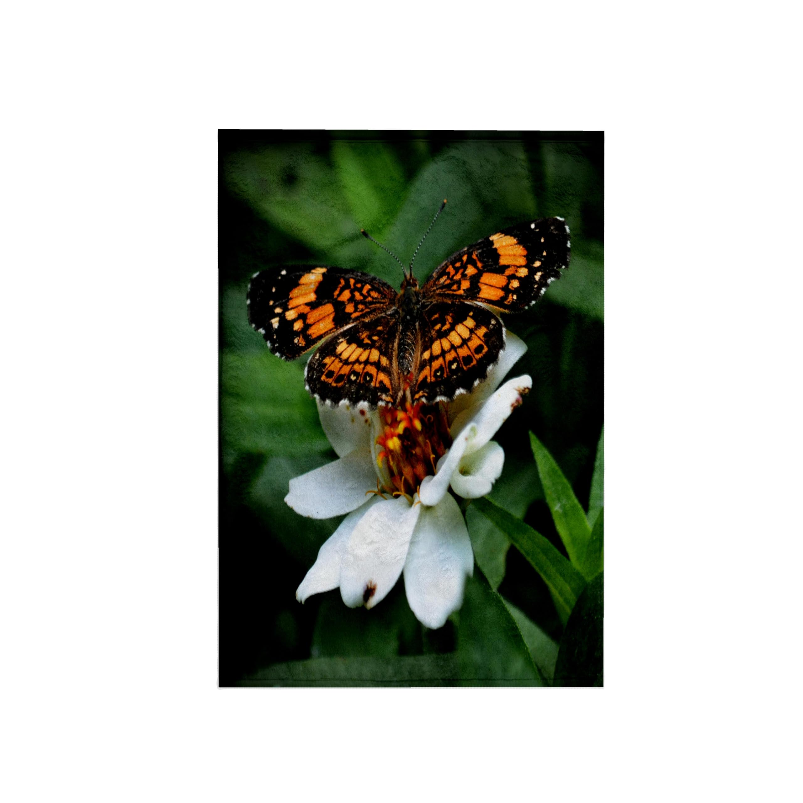 3dRose Fly a Photo with a Butterflies Wings Fully Spread Towel, Multi-Colour, 15 x 22-Inch