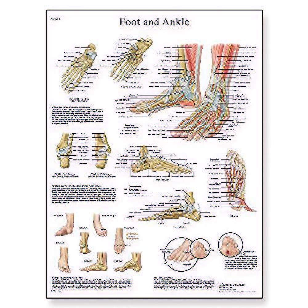 3B Scientific Human Anatomy - Foot and Joints of Foot Chart, Laminated Version 1001490