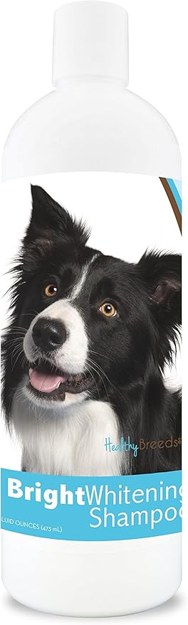 patterdale terrier puppies for sale near me