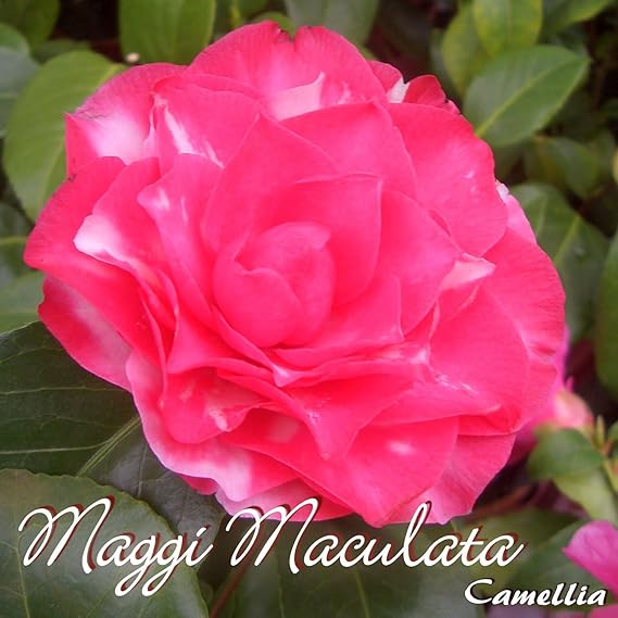 Kamelie 'Maggi Maculata' - Camellia - 3-jährige Pflanze