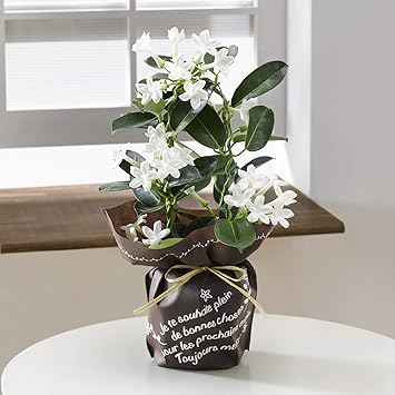 Amazon はなみどり マダガスカルジャスミン 鉢植え 4号鉢 鉢