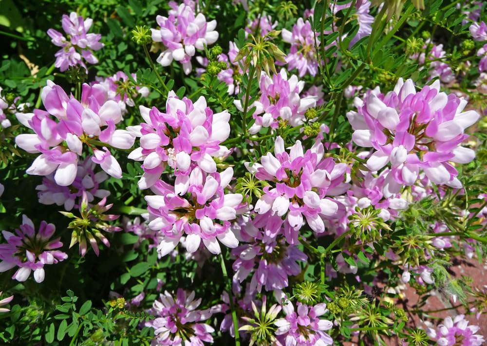 500 Crown Vetch Seeds for Planting - Coronilla Varia