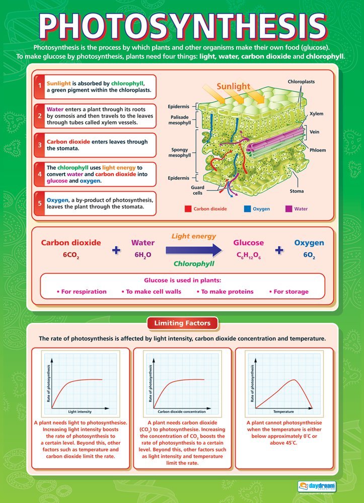 Daydream Education Photosynthesis | Science Posters | Laminated Gloss Paper measuring 850mm x 594mm (A1) | Science Charts for the Classroom | Education Charts