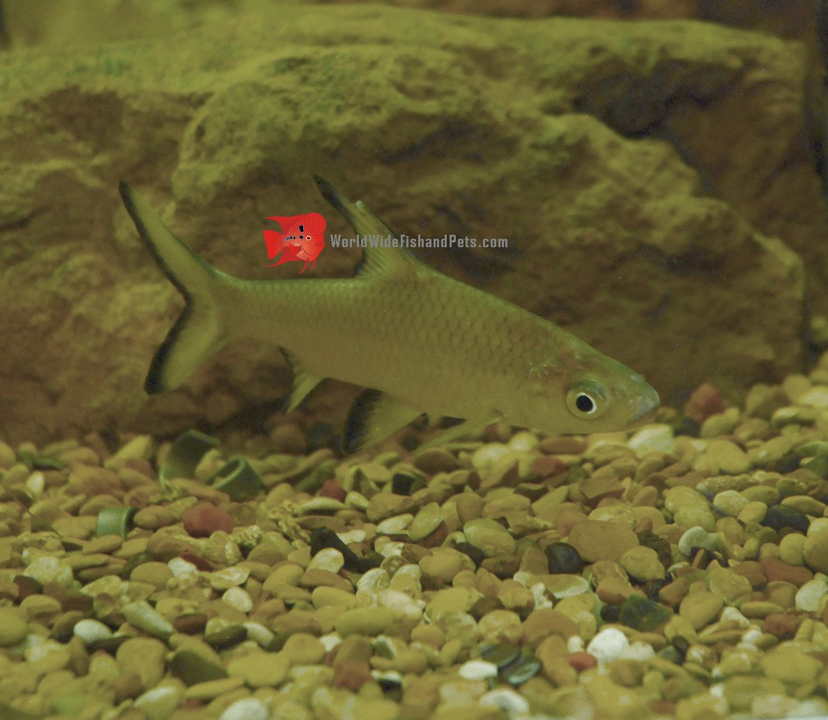 WorldwideTropicals Live Freshwater Aquarium Fish - 3" Bala Shark Fish - 3" Bala Shark - by Live Freshwater Fish - Live Tropical Fish - Great For Aquariums - Populate Your Fish Tank!