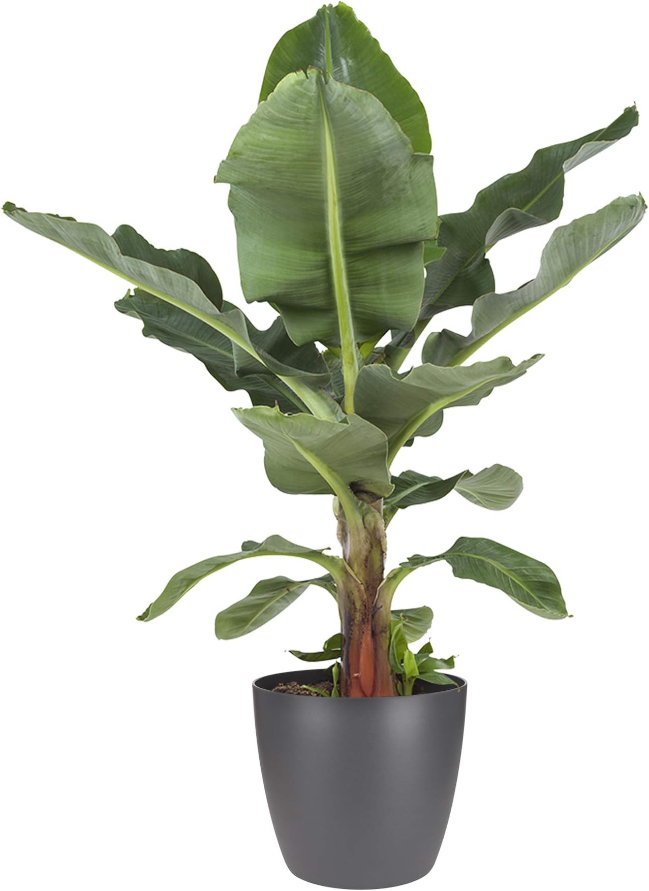 Indoor Plant from Botanicly – Banana Plant in Anthracite Plant Pot as a Set – Height: 80 cm – Musa