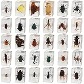 PUGPAW 30 PCS Insect in Resin Specimen Bugs Collection Paperweights, Various Taxidermy Bugs Insect Preserved in Resin for Kids Scientific Educational Display Supplies
