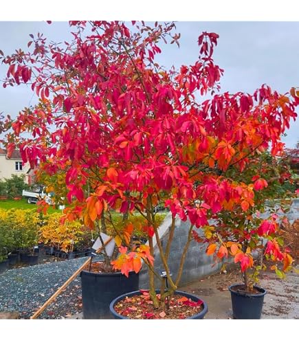Fragrant Sassafras Tree Seeds – Sassafras Albidum (Cold Hardy, Showy Fall Color, Edible Leaves)