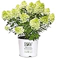 2 Gallon Proven Winners Hydrangea Little Lime Punch Shrub