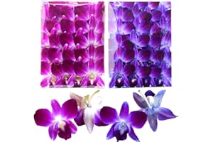 Miami Fresh Orchid Flower OrchidClubUSA Sunne Tropical Loose Bloom DIY Lei food drink decoration 50/50 PAIR (Purple + Lavender)