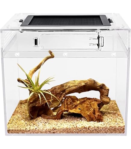 Amazon.com : Reptileg Growth Reptile PC Terrarium, 8''x 8''x 11
