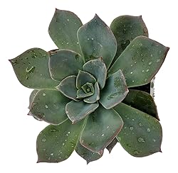 Fat Plants San Diego Live Echeveria Hybrid