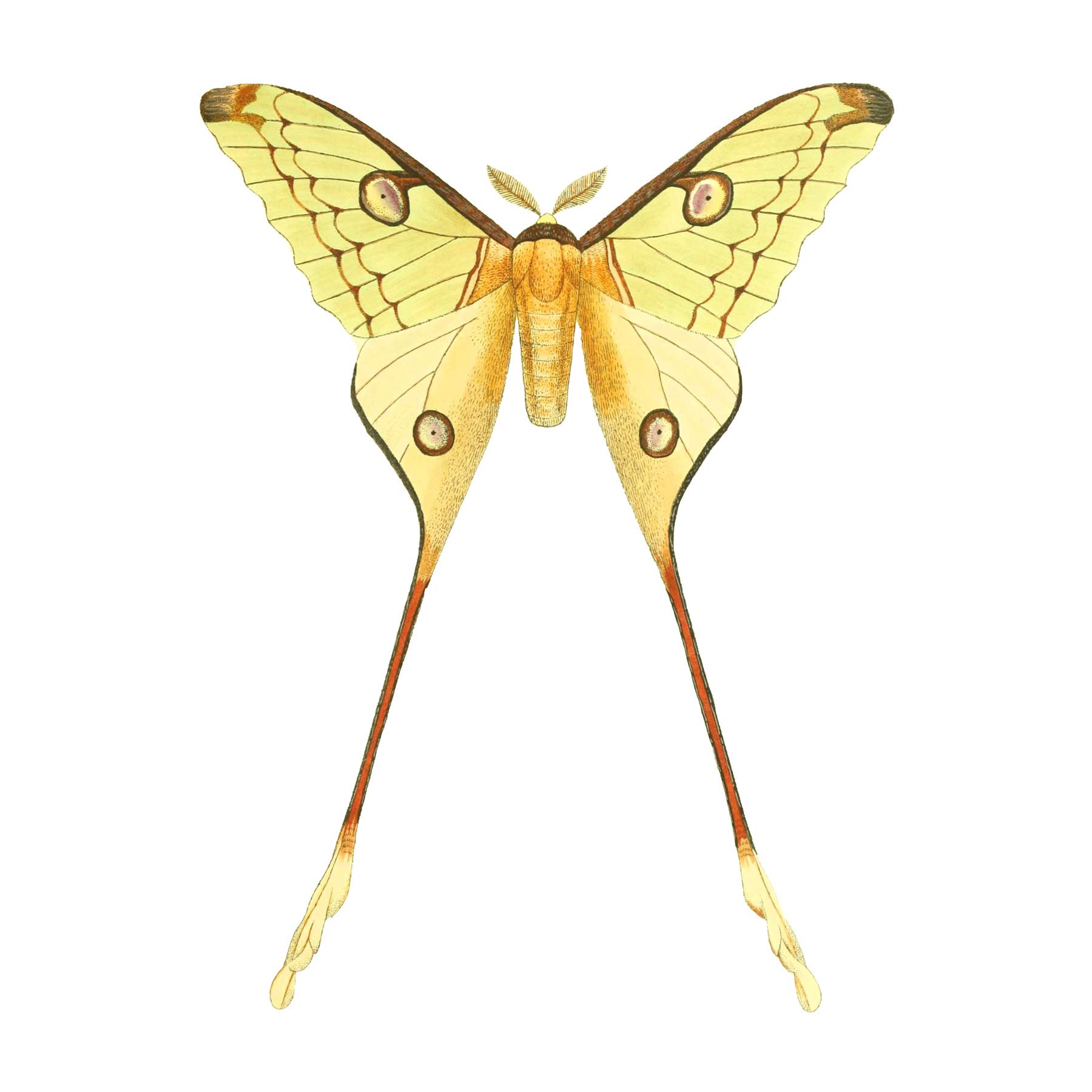 Wee Blue Coo Moth Yellow Illustration Large Wall Art Print Canvas Premium Poster