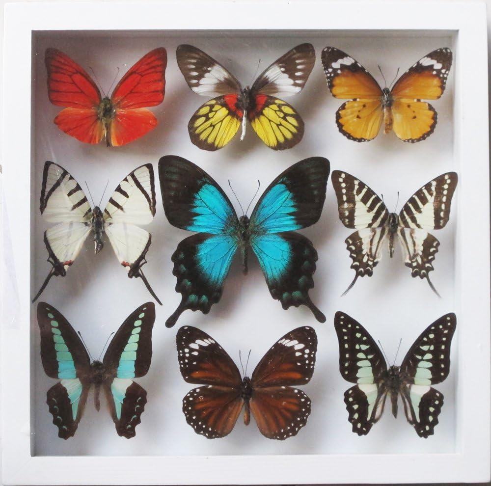 ThaiHonest Luxury Frame Display Real 9 Butterflies Collection White Frame for Decor
