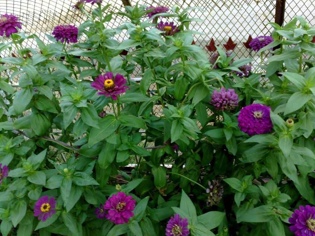 Rare Yoga Zinnia Flower Seed Mix 100+ Seeds Flowering