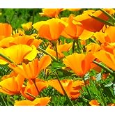 California Orange Poppy (Eschscholzia californica) Seeds, Bulk Pack of 4 Oz, Over 80,000 Seeds by Seeds2Go