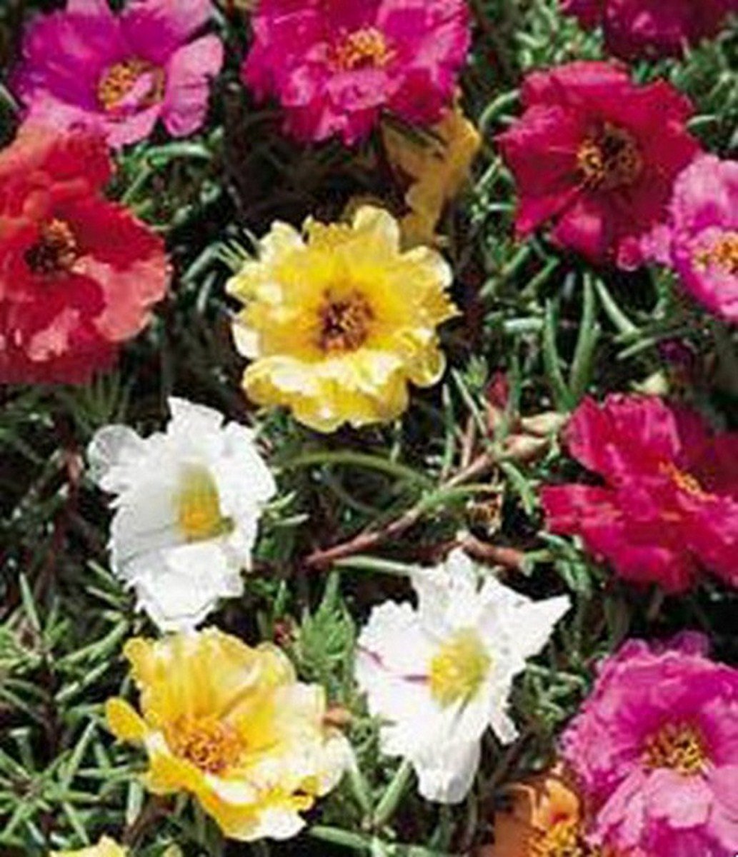 Moss Rose Mix colors 100 Seeds Garden & Outdoor
