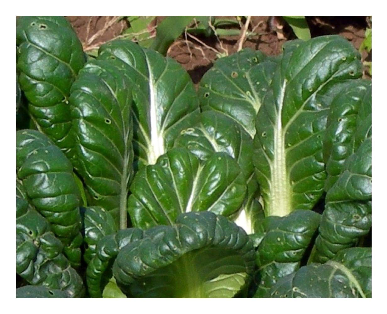 PREMIER SEEDS DIRECT - Mustard - TATSOI - 1.5GM - Approx 600 Seeds