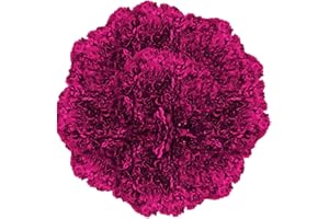 GlobalRose 200 Purple Carnation Flowers - Responsibly Sourced Carnations Fresh Flowers - Hand-Picked Fresh Bouquet for Graduation, Anniversary, Birthday & Special Occasions (8 Bunches of 25 Stems)