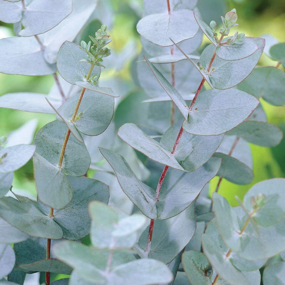 Ornamental Eucalyptus Tree Hardy Evergreen For Gardens Outdoors Drought Tolerant Shrub With Attractive Silver Foliage 1 X Eucalyptus Gunnii Plant In A 3 Litre Pot By Thompson Morgan Plants Seeds