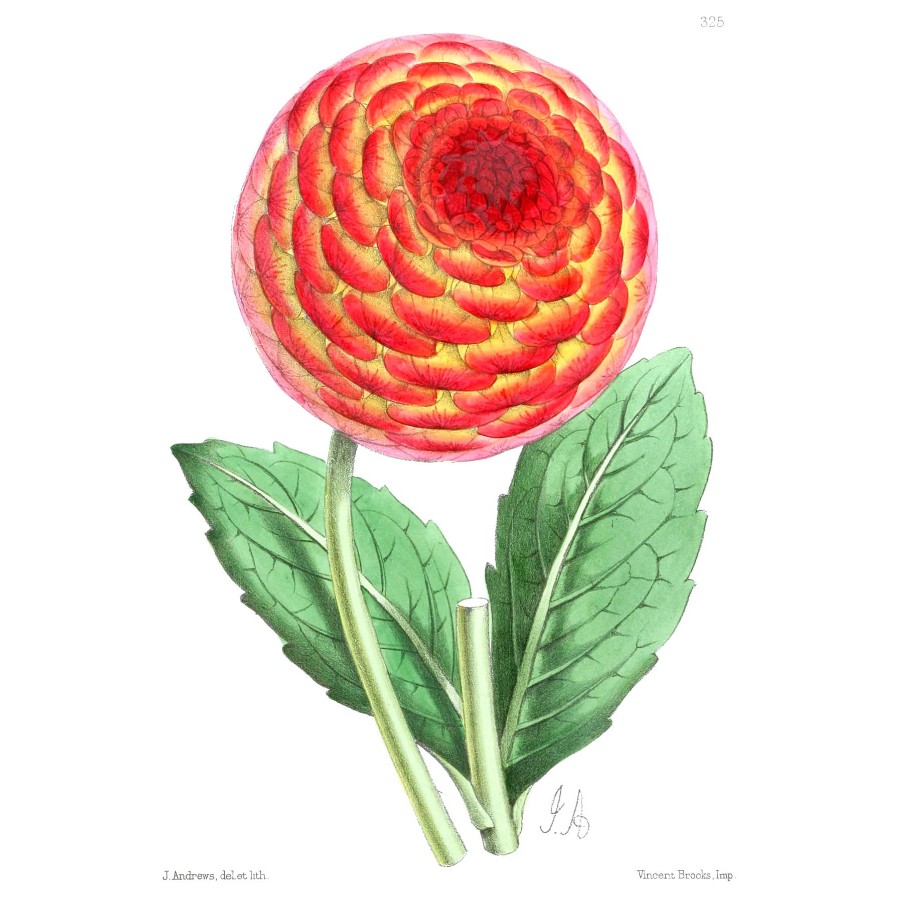 Flower Red Orange Dahlia Large Wall Art Print Canvas Premium Poster