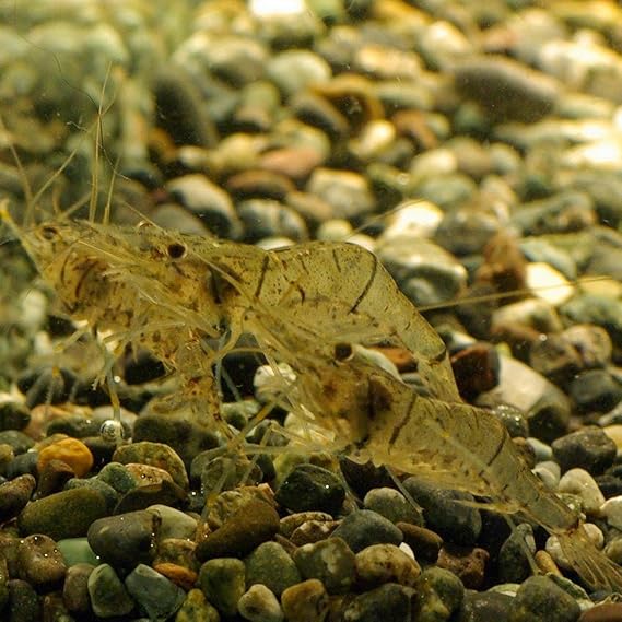 Amazon 生体 スジエビ50匹 エビ 飼育用 餌用にも シラサエビ Emuwai Emuwai 観賞魚 水中生物 通販