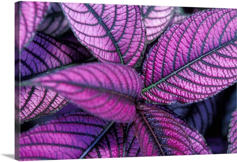 GREATBIGCANVAS Caribbean, British Virgin Islands, St. Lucia, Fond Dous Estate, Persian Shield Canvas Wall Art