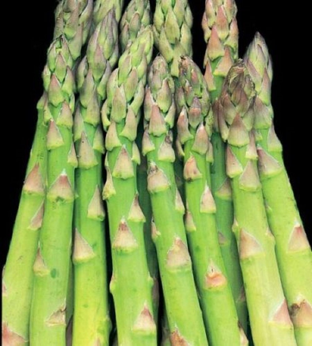 10 Count Jersey Knight Asparagus 2 Year Old Plants Bare Root Crowns All