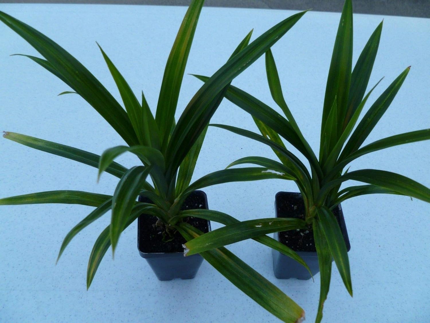 Pandan Plant (Pandanus Amaryllifolius) 9" Tall Amazon.co.uk Garden