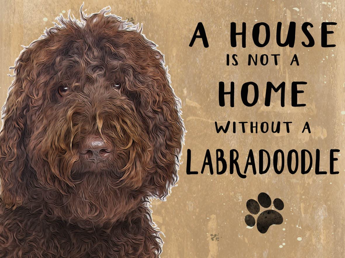 Small (150 x 200mm) Metal Sign - A House is Not a Home - Labradoodle, Dark Brown