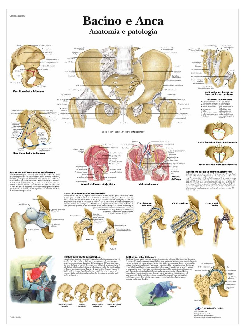 3B Scientific Laminated Teaching Board - Bacino e Anca Chart - Italian