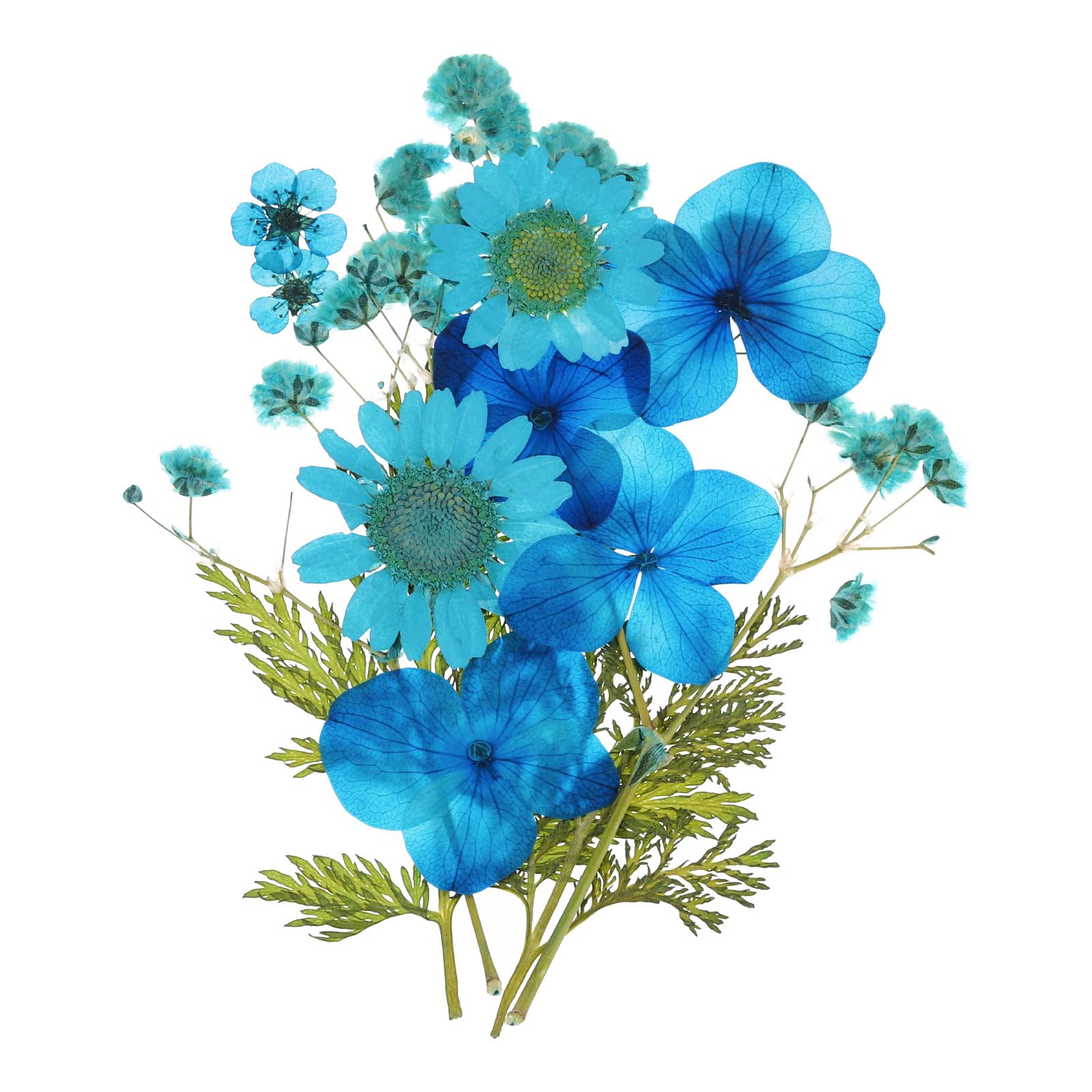 PATIKIL Dried Pressed Flowers, Real Dry Leaves Pressed Bloom for Scrapbook Supplies Card Making Resin Jewelry Making Soap Candle DIY Crafts, Blue
