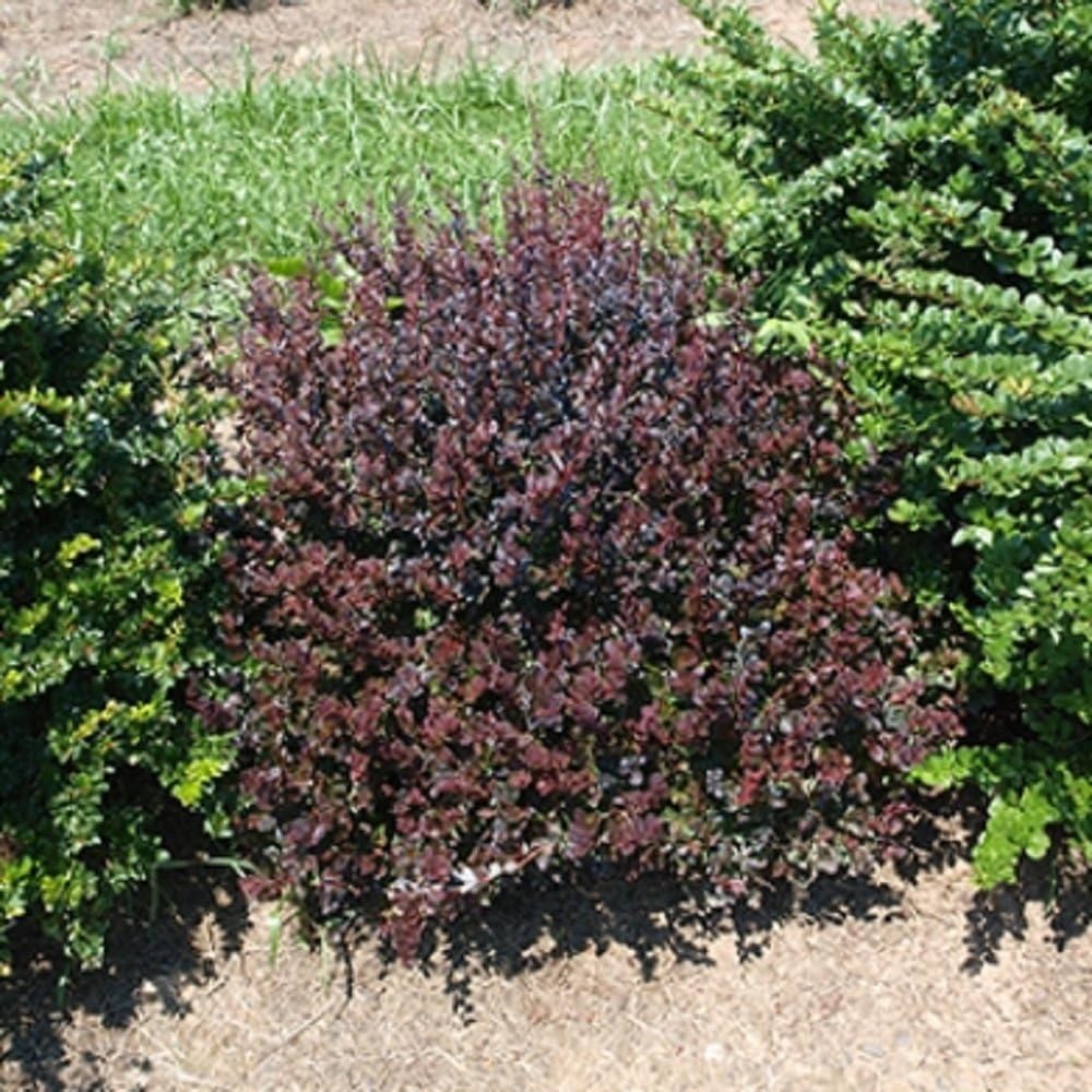 Amazon Com Sunjoy Mini Maroon Barberry 4 Pot Berberis Garden Outdoor