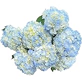 5 Stems Blue Hydrangeas Fresh Cut Flowers Gifts for Birthday Anniversary Friendship and Love Flower Arrangement
