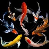 Swimming Creatures&trade; 2 PCS Premium Butterfly Fin Koi &ndash; Assorted Colors &amp; Patterns &ndash; Live Pond &amp; Aquarium Fish (Size Approx. 3-4") (Pack of 2)