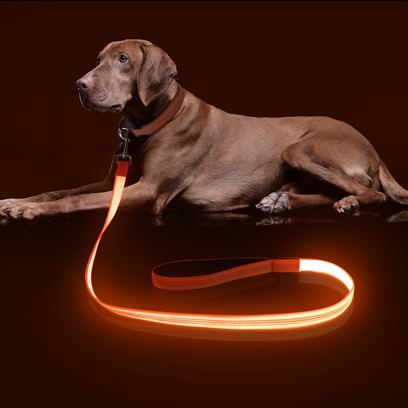 Colaseeme LED Dog Lead Light Up Dog Lead 4/6 Feet Micro USB Rechargeable Nylon Webbing Glow Safety Standard Dog Leash for Dogs (Orange, 120 cm)