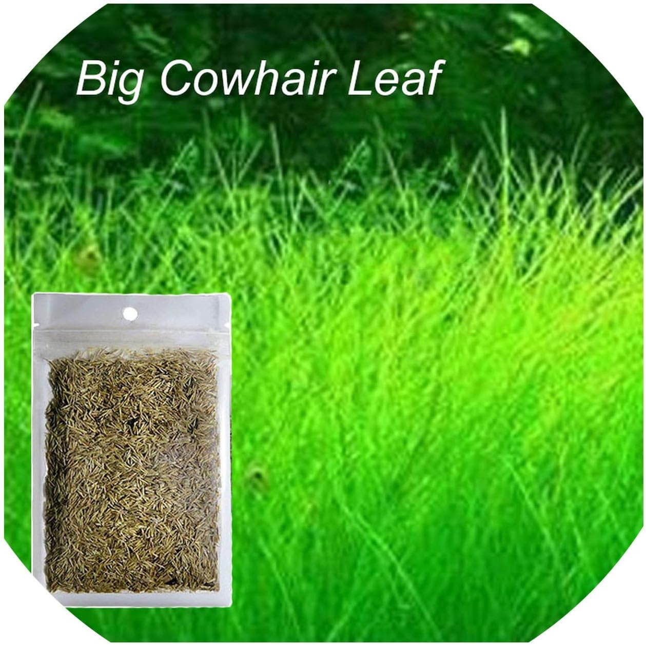 aquarium grass seed