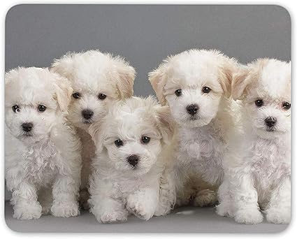 Amazon 10 X 12インチマウスパッド ビションフリーゼ子犬マウスマットパッド 犬子犬かわいいペット楽しいコンピューターギフト Morphing Mug マウスパッド 通販