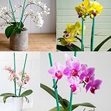 KINGLAKE 60cm Bamboo Plant Support Sticks 30Pcs with Twist Ties view 6