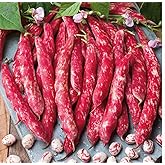 Tongue of Fire Bean Seeds, 20 Large Seeds | Bush Bean