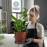 KORAD Wood Large Flower Indoor Plant Pot with Saucer 26 cm 10.2 in view 2