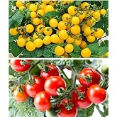 Cherry Tomato Dwarf Red and Yellow Tomato Seeds 100 Seeds