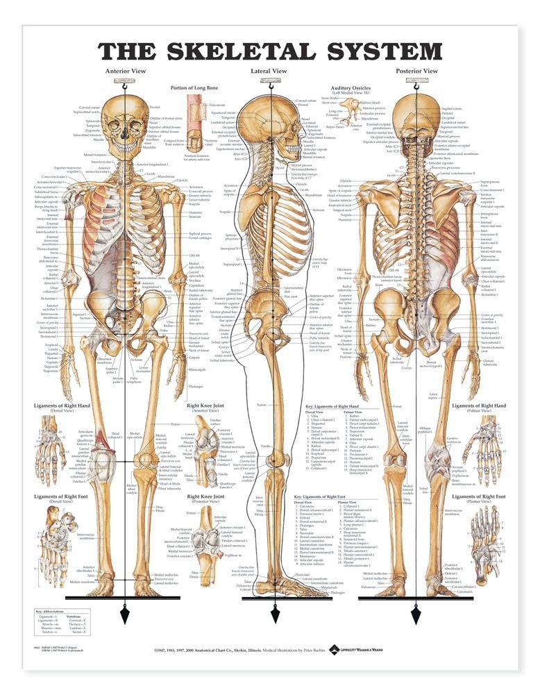 Anatomical Chart The Skeletal System