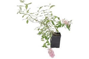Greenwood Nursery: Live Shrub Plants - 'Pink Cascade' Butterfly Bush + Buddleja/Buddleia Davidii - [Qty: 2X Pint Pots] - (Click for Other Available Plants/Quantities)