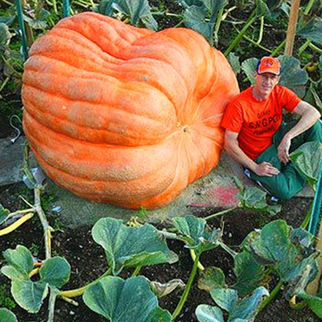 Семена гигантской тыквы. Семена тыква атлантик гигант. Тыква биг макс. Тыква атлантический гигант. Тыква гигант семена.