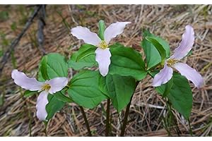 Trillium ovatum Western White Trillium Seeds!